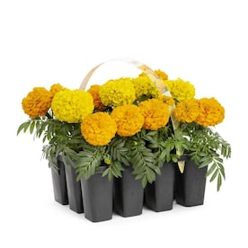 12-Pack Multicolor French Marigold in Tray (L17086)