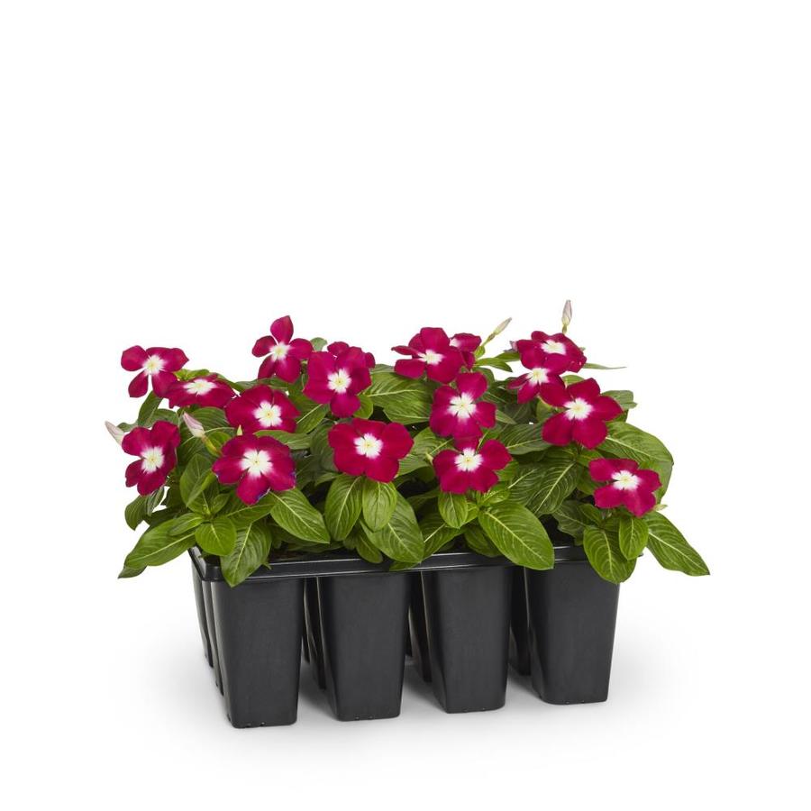 12-Pack Multicolor Vinca in Tray (L3286) at Lowes.com