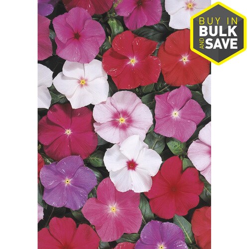 12Pack Multicolor Vinca in Tray (L3286) in the Annuals department at