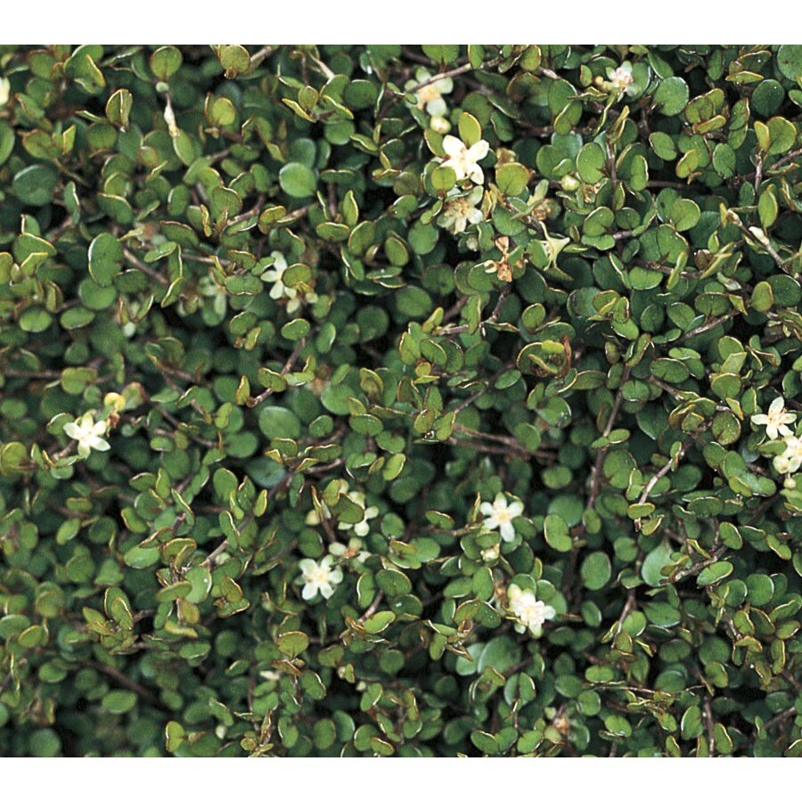 1Pint Creeping Wire Vine in Pot (L2887) in the Ground Cover department