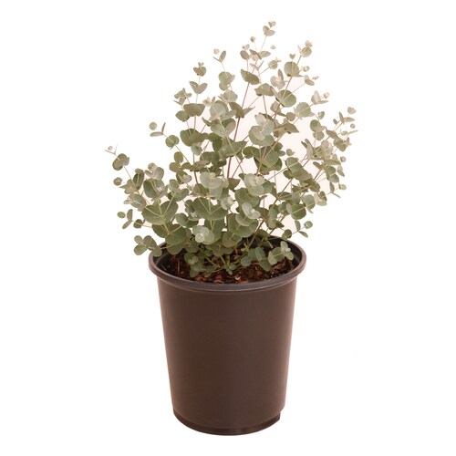 2.5Quart in Pot Eucalyptus (L23519) in the Perennials department at