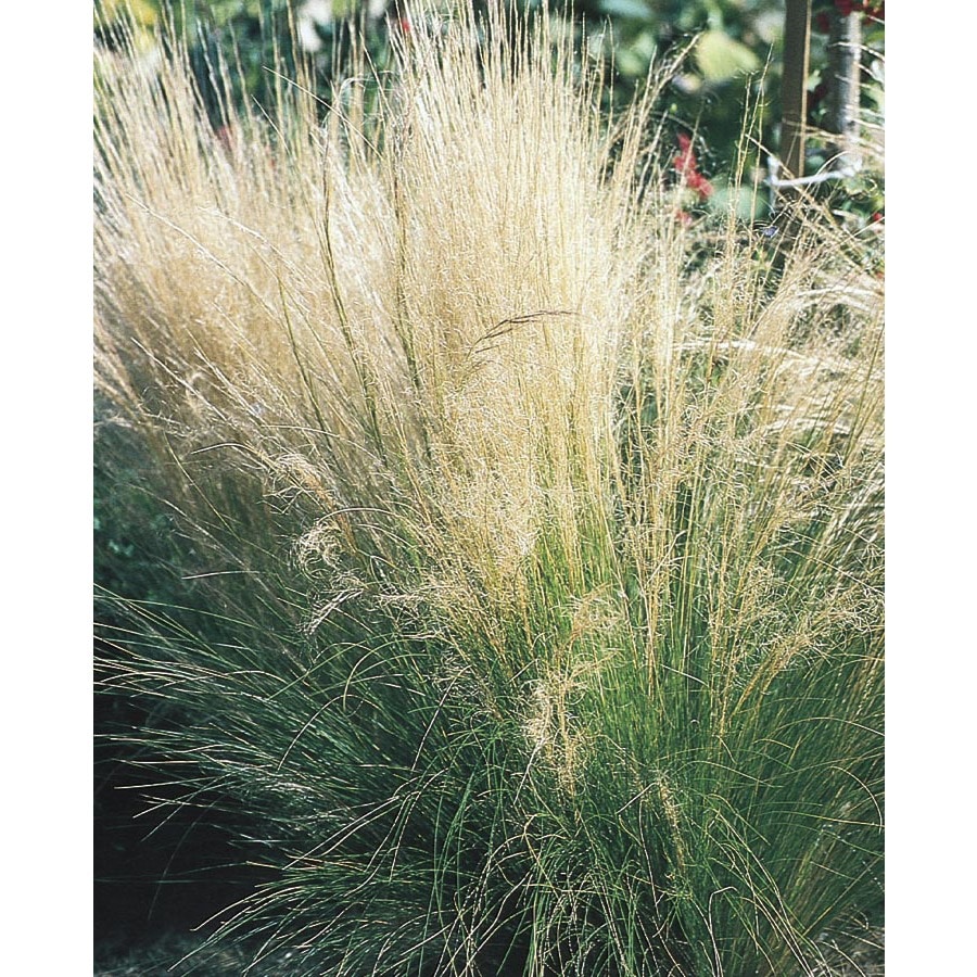 1-Quart Grey Hair Grass (L17150) at Lowes.com