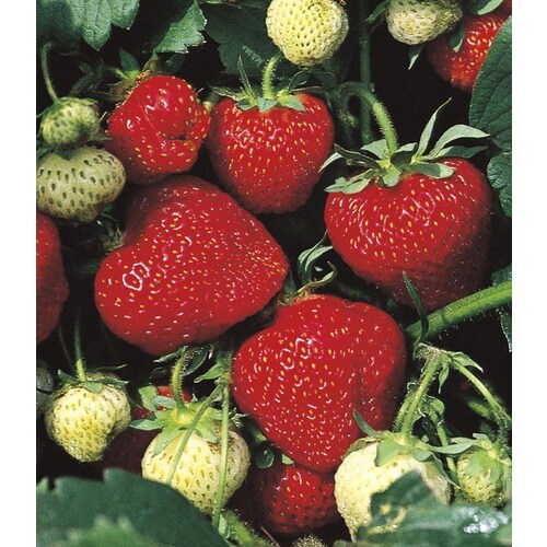 1Quart Strawberry in Pot (L24887) in the Ground Cover