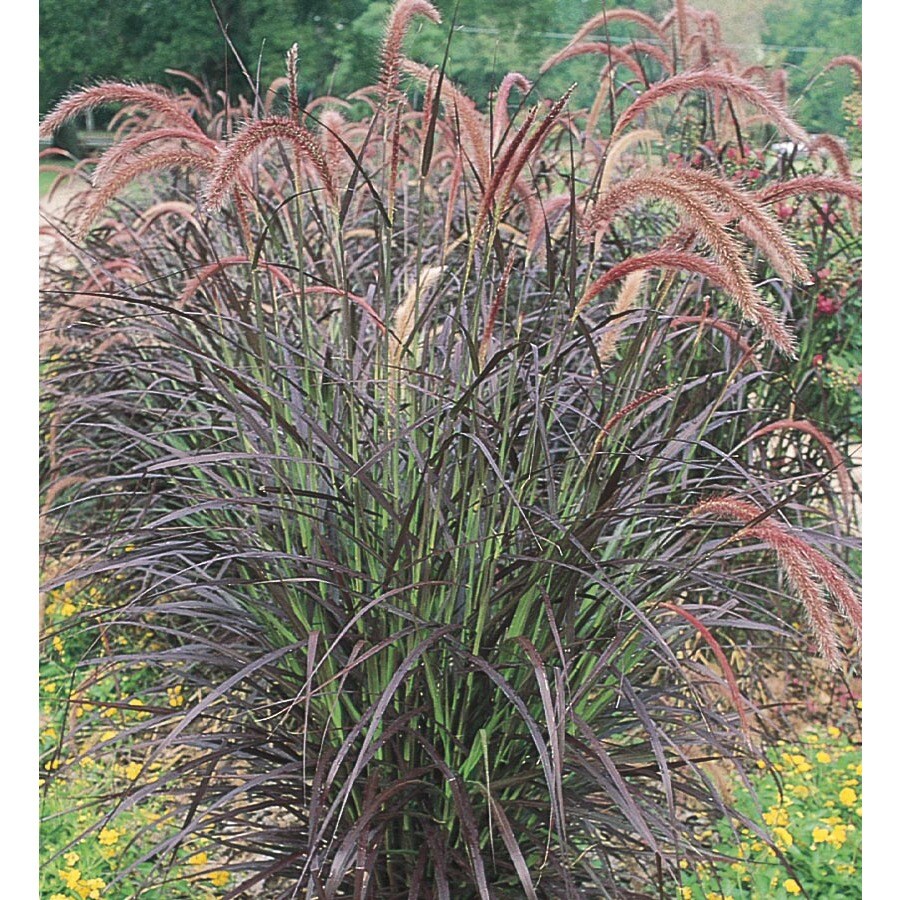 3-Gallon Purple Fountain Grass (L8564) at Lowes.com