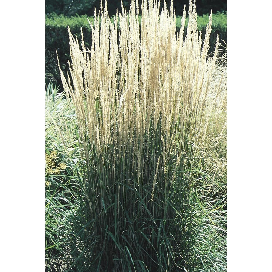 3-Gallon Feather Reed Grass (L24894) at Lowes.com