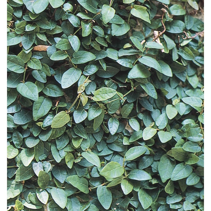 Creeping Fig (L10844) at Lowes.com