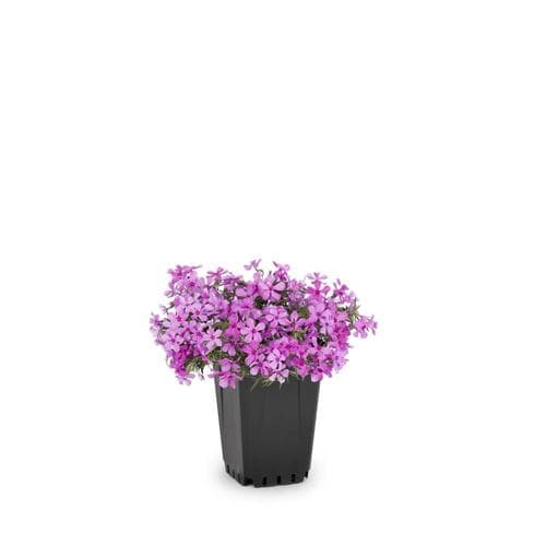 1-Quart in Pot Garden Phlox (L6680) in the Perennials department at ...