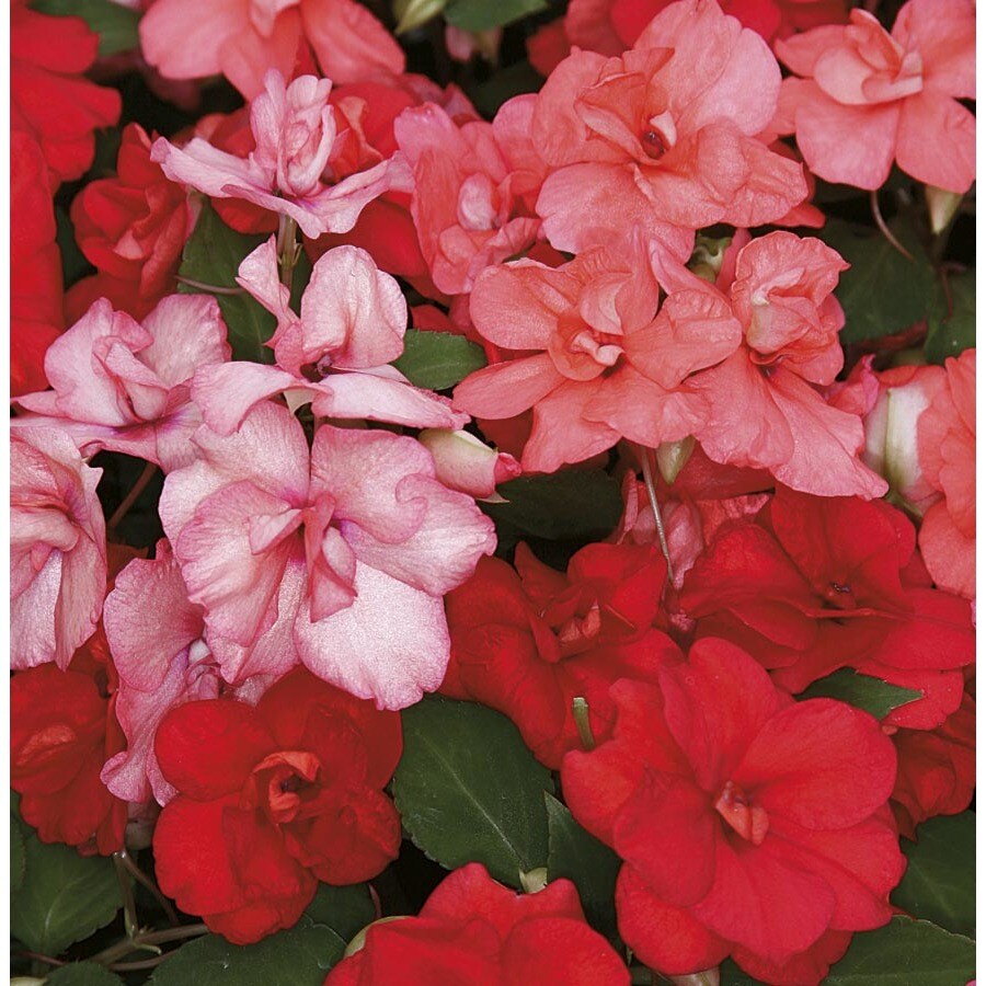 1.5Gallon Multicolor Double Impatiens in Pot (L9882) at