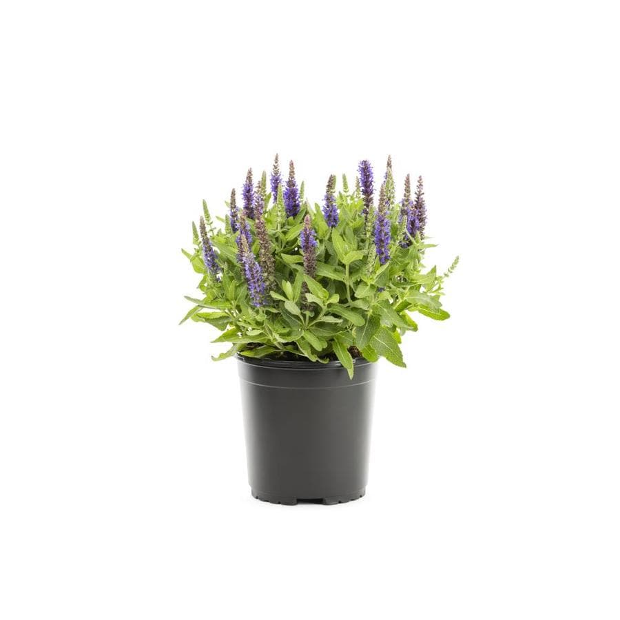 2.5-Quart Multicolor Salvia in Pot (L17608) at Lowes.com