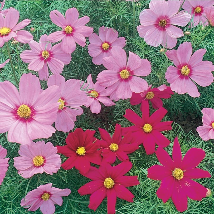 3-Gallon Multicolor Cosmos in Planter (L11709) at Lowes.com