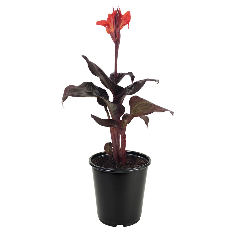 1Gallon Potted Tropicanna Canna Lily at