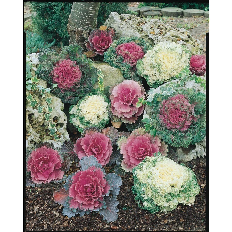 9-Pack Yellow Ornamental Kale in Tray (L14885)