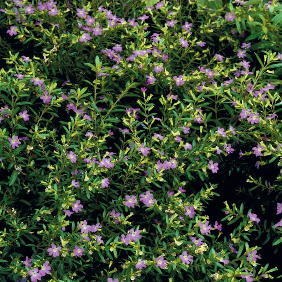 1.65-Gallon Purple Mexican Heather in Tray (L7071) at Lowes.com