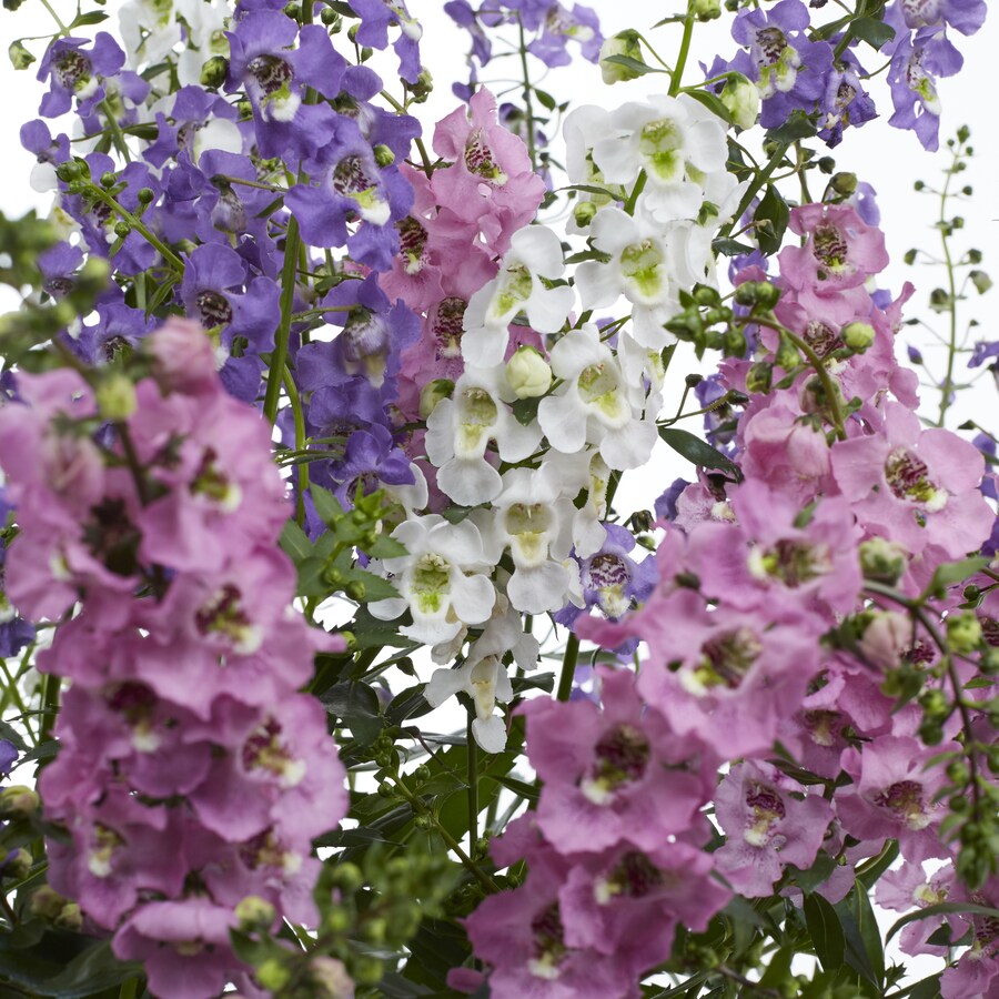 1.65-Gallon Purple Angelonia in Tray (L10016) at Lowes.com