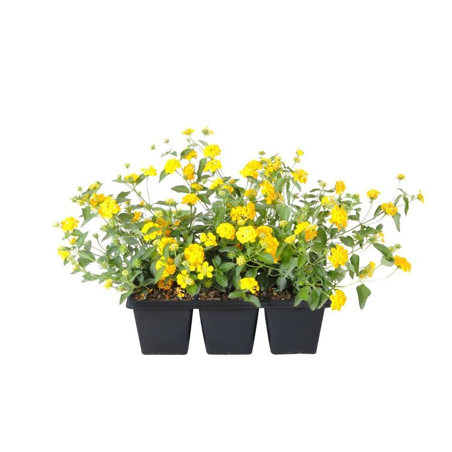 6-Pack in Tray Lantana (L6708) at Lowes.com