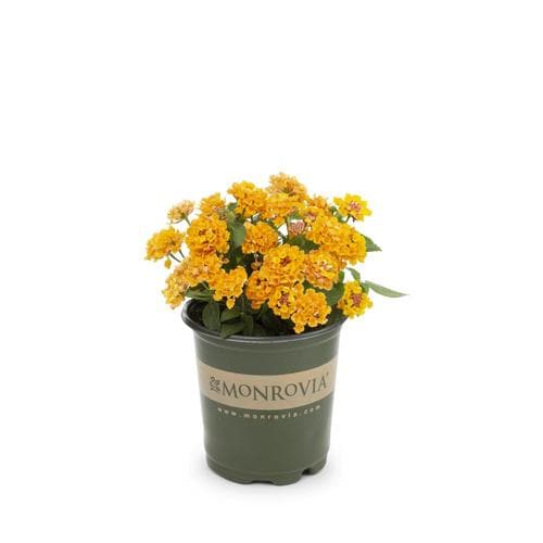 Monrovia 2.5Quart Multicolor Lantana in Pot in the