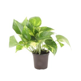 Exotic Angel Plants 10-oz Pothos in Plastic Pot (L4925)