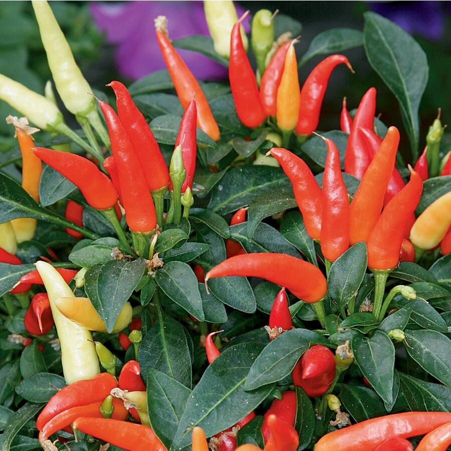 1.5Gallon White Ornamental Pepper in Hanging Basket (L9728) at