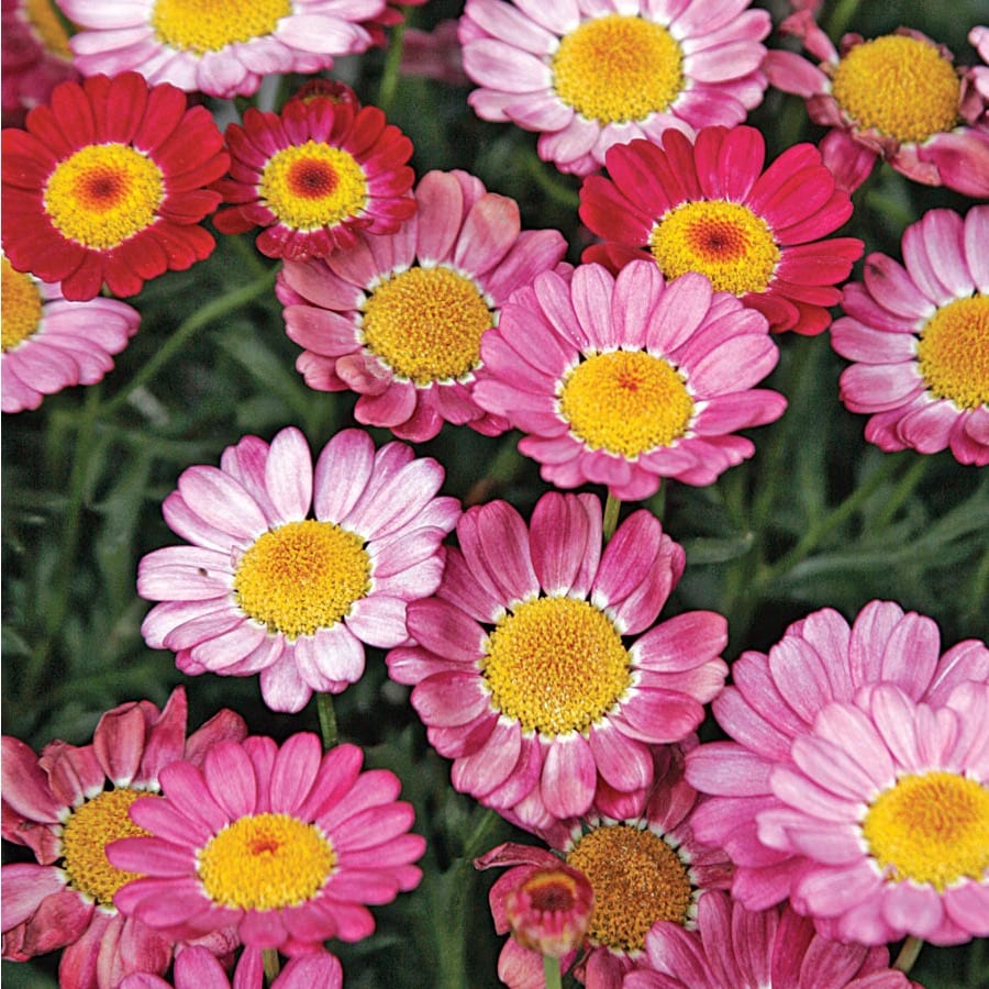 3Quart Multicolor Marguerite Daisy in Pot (Lw00222) at