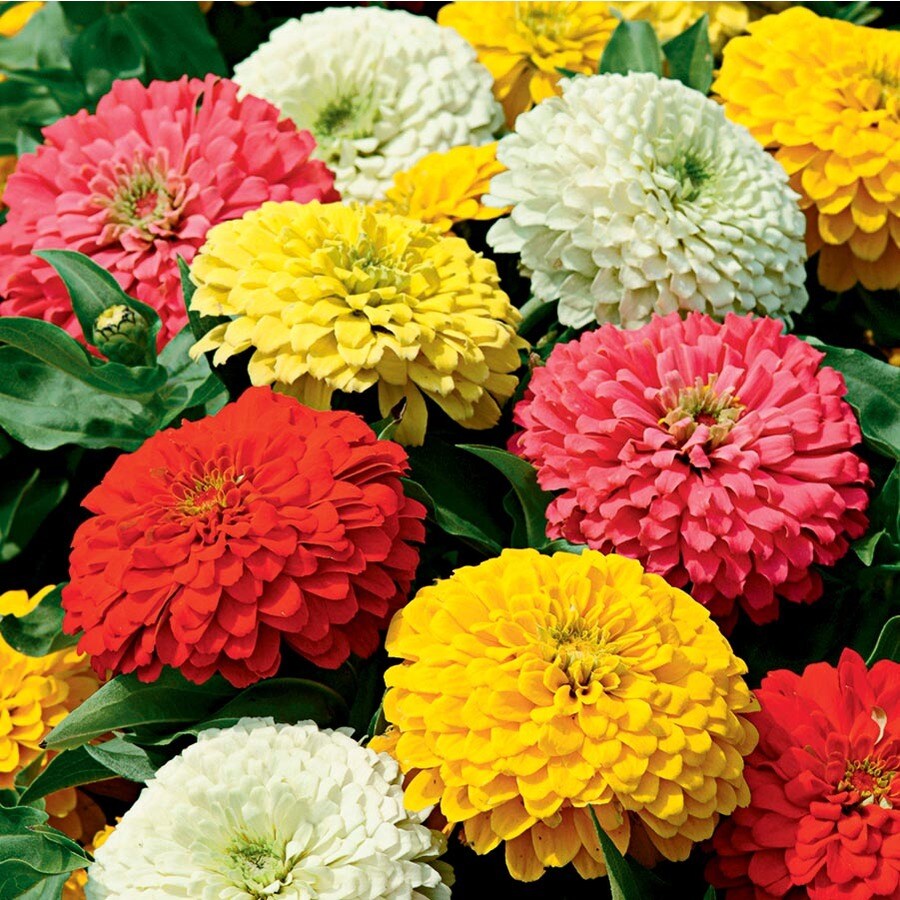 1-Pint Multicolor Zinnia in Pot (L6859) at Lowes.com