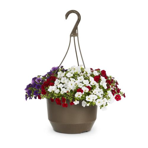 1.5-Gallon Multicolor Red, White, and Blue Calibrachoa in Hanging