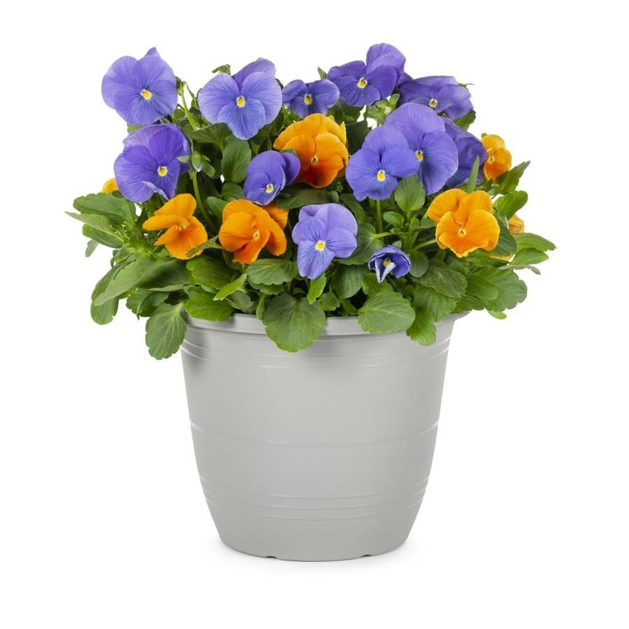 1.75-Gallon Multicolor Pansy in Planter (L5048) in the Annuals ...