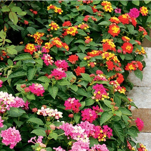 2-Gallon Multicolor Lantana in Hanging Basket (L6708) in the Annuals