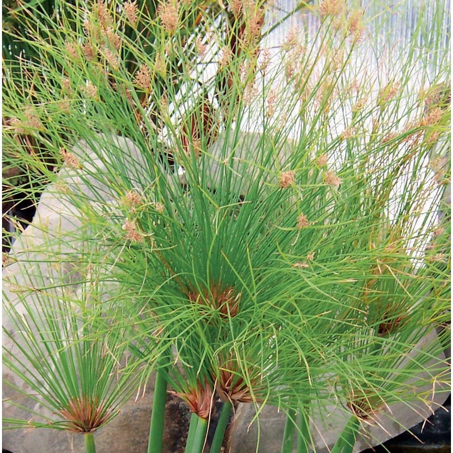 Cyperus Papyrus in (L2397)