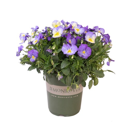 Monrovia 2Quart Potted Viola at