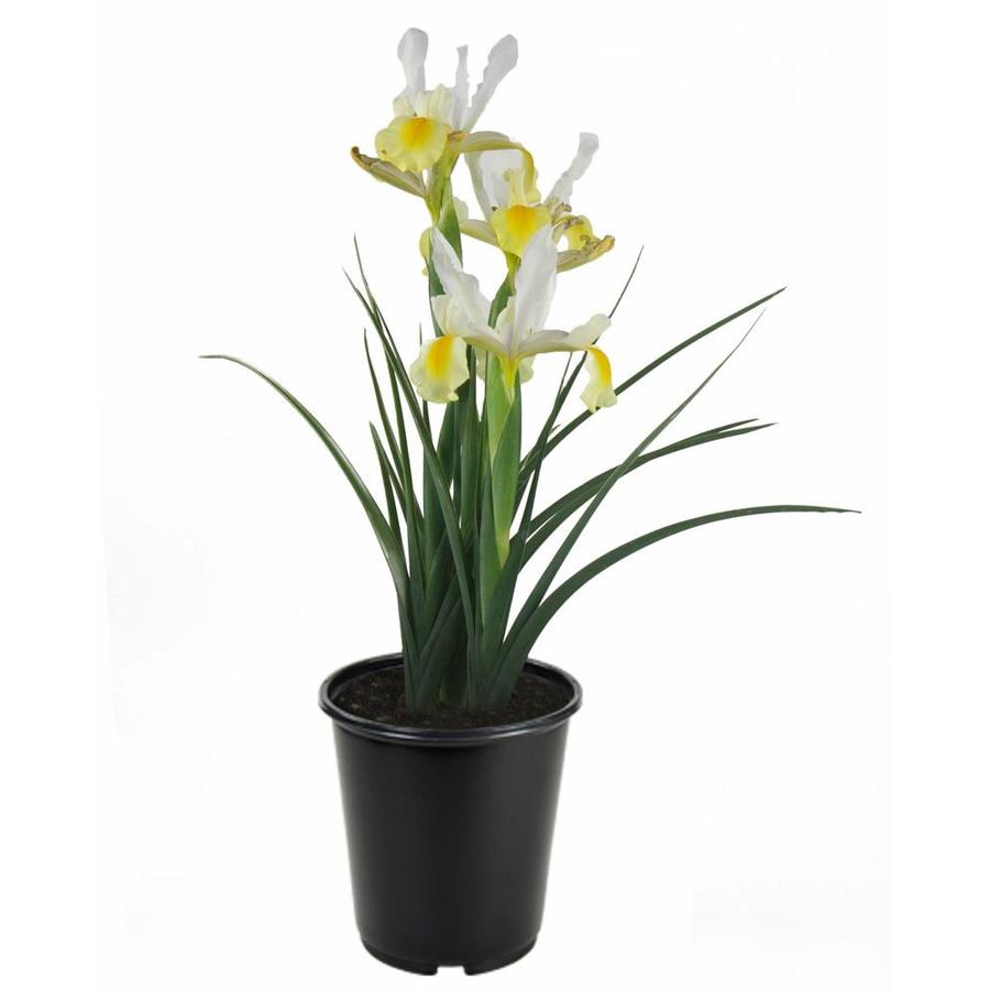 1Gallon Potted Iris at
