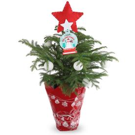 Plants Bulbs Seeds At Lowes 1 4 Quart Norfolk Pine Ard6