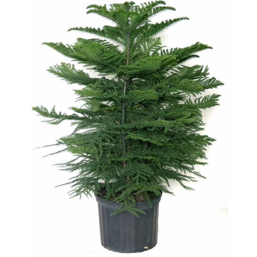 1 75 Gallon Norfolk Island Pine In Plastic Planter L960hp In The House Plants Department At Lowes Com