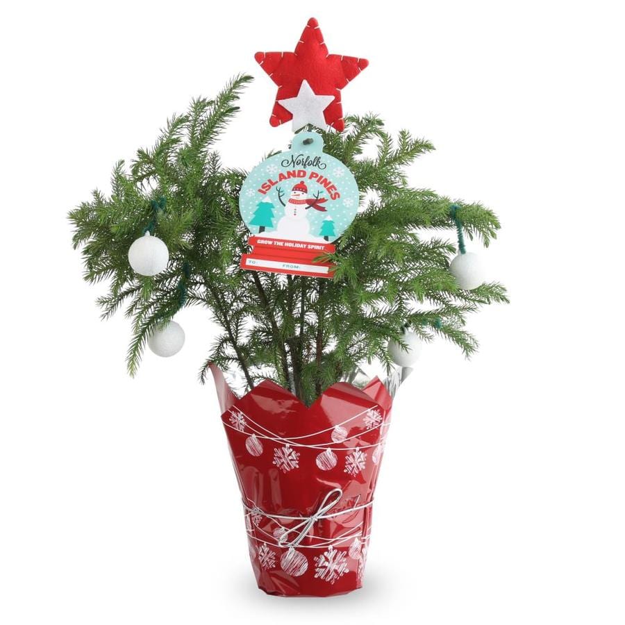 15-oz Decorated Norfolk Island Pine in Plastic Pot (L5444hp) at Lowes.com