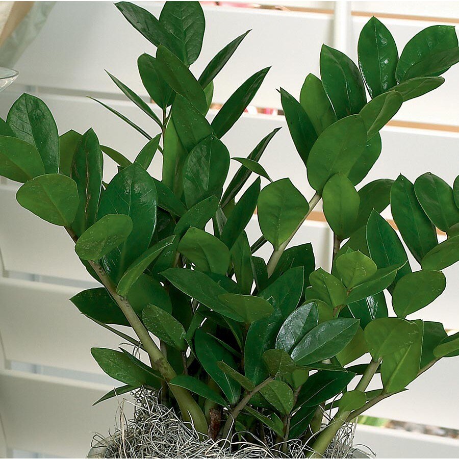 Zamioculcas (L20983hp) at