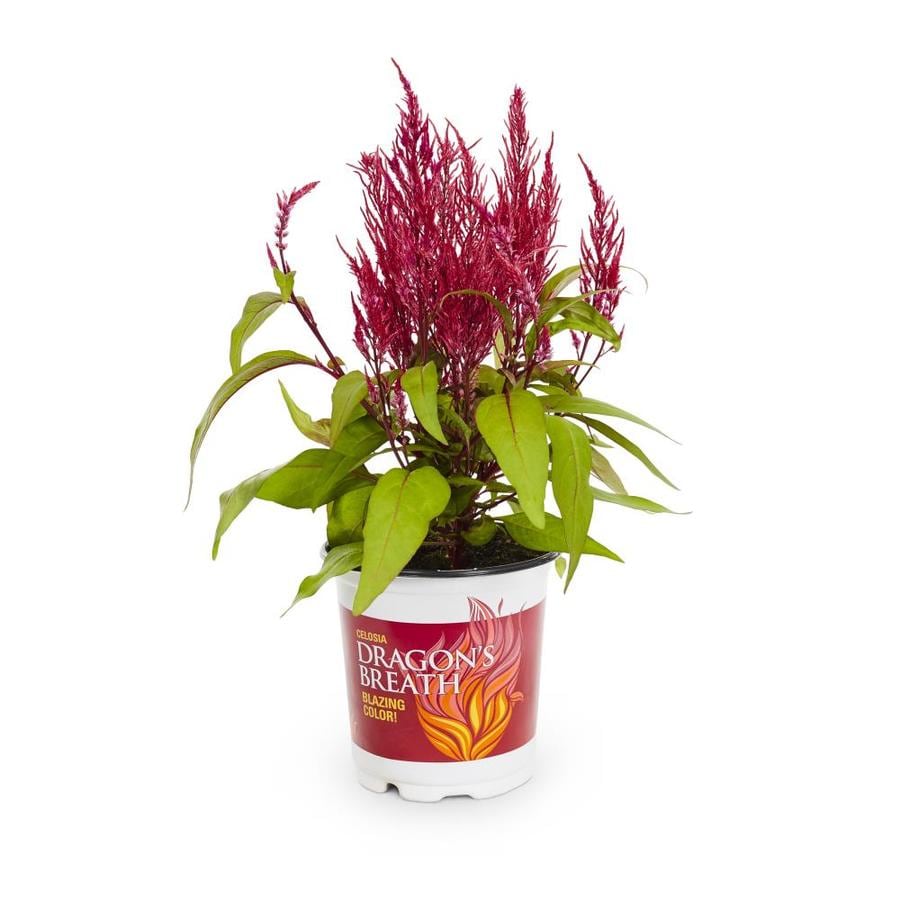 2 5 Quart Red Dragons Breath Celosia In Pot L In The Annuals Department At Lowes Com