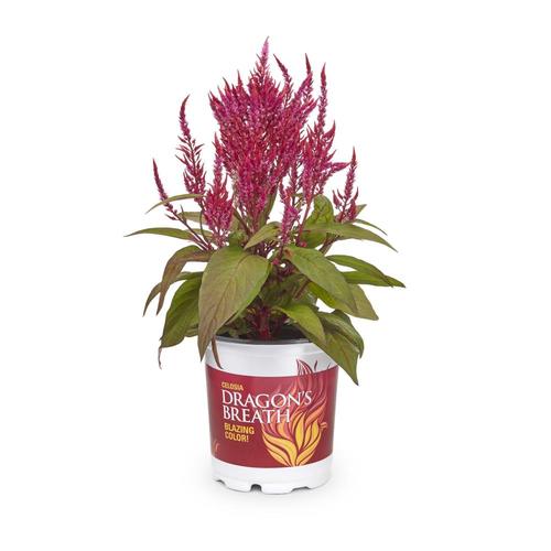 2.5Quart Red Dragon's Breath Celosia in Pot (L27630) at