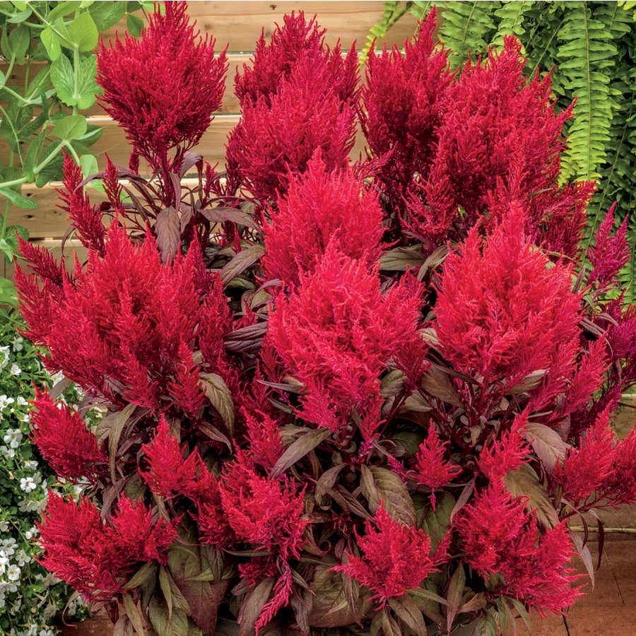 Celosia Dragon S Breath 15 Seeds Annual Biennial Seeds Plants Seeds Bulbs