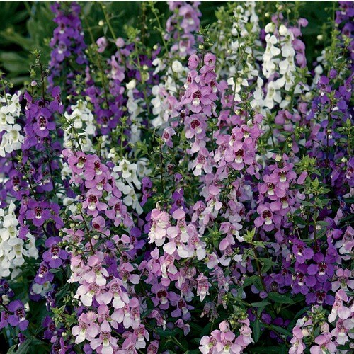 2Gallon Purple Angelonia in Planter (L10016) in the Annuals department