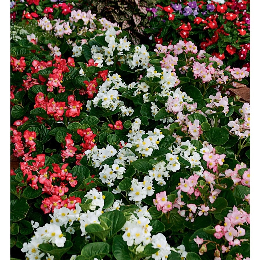 2.5-Gallon Multicolor Begonia in Planter (L6589)