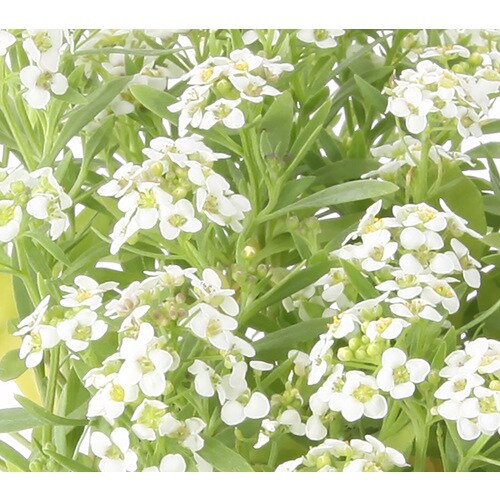 Monrovia 1Quart Multicolor Alyssum in Pot at