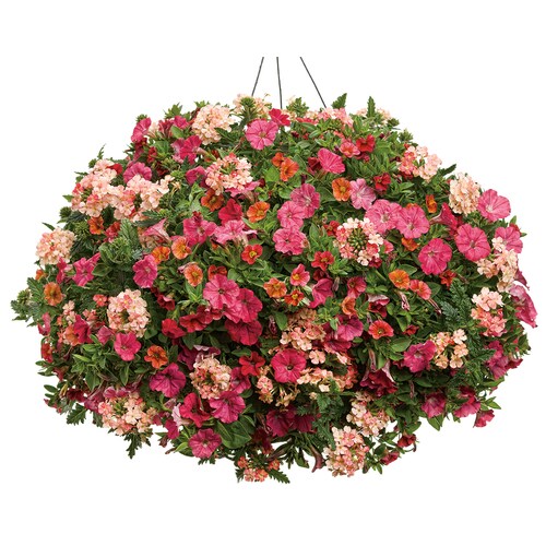 3 Gallon Multicolor Combo In Hanging Basket At Lowes Com   022532166016xl 