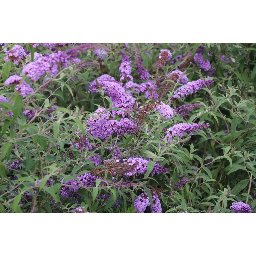 Monrovia 2.5Quart in Pot Butterfly Bush at