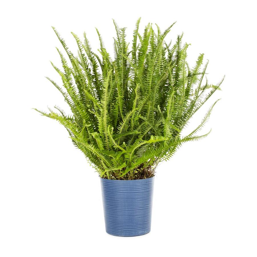 Shop 2-gallon Planter Kimberley Queen Fern (ltl0052) At Lowes.com