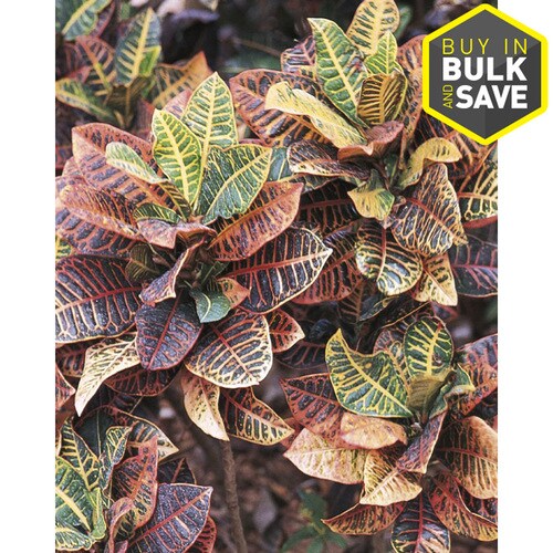 2Gallon Croton in Pot (L5448) in the Tropical Plants department at