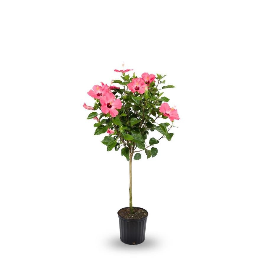 Shop 2-Gallon Mixed Hibiscus Tree Flowering Shrub at Lowes.com