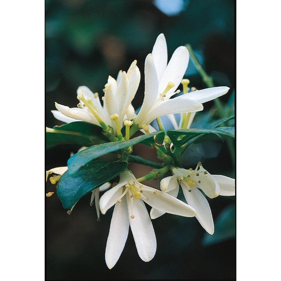 White Lakeview Jasmine Accent Shrub in Pot (With Soil) (L11093) in the