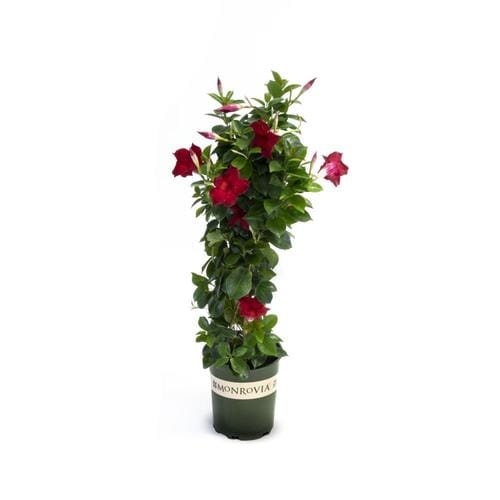 2.5Quart Sun Parasol Crimson Mandevilla in Pot (Lw00969) in the