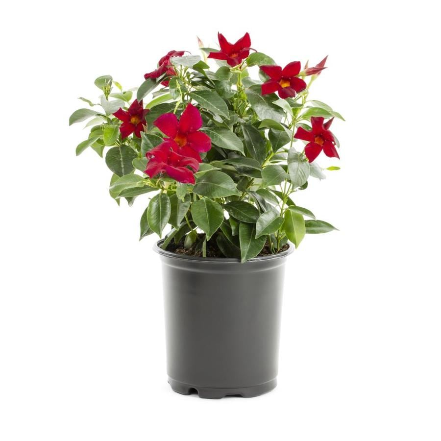 Shop Tropic Escape Sun Parasol; Crimson Mandevilla Shrub ...