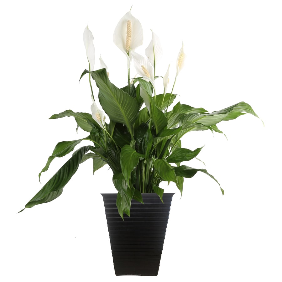 Costa Farms 2-Gallon White Peace Lily in Plastic in Planter at Lowes.com