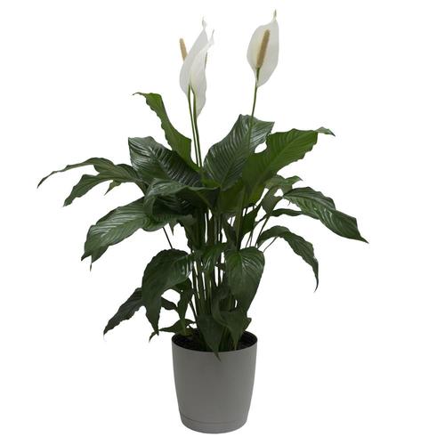 Costa Farms 2Gallon White Peace Lily in Plastic Planter in the House